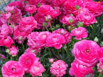 High angle view of pink roses