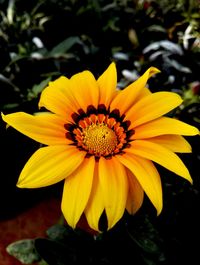 Close-up of yellow flower blooming outdoors