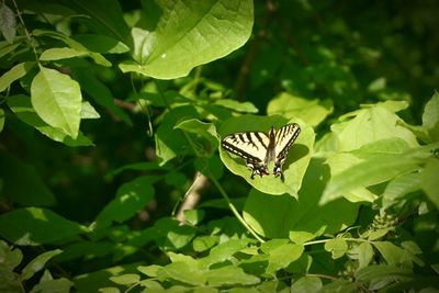 Close-up of butterfly on leaf