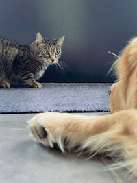 pet