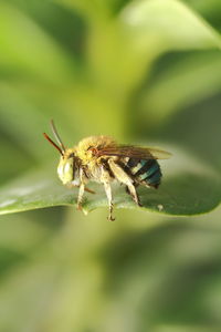 Close-up of insect on leaf