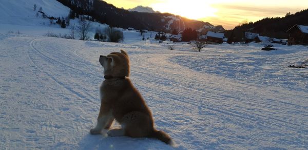 Dog on snow covered land