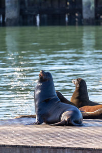 California sea lions lounging in the sun off fisherman's wharf in san francisco