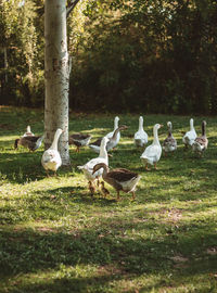 Flock of birds on field