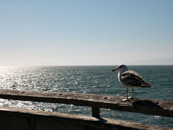 Seagulls on sea shore against clear sky