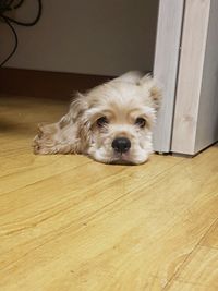 Portrait of dog relaxing at home