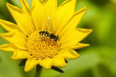 Close-up of bee pollinating flower