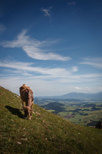 View of a sheep on field