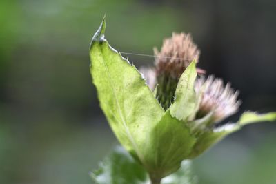 Close-up of leaves