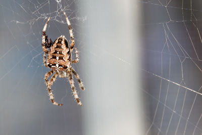 Close-up of spider on web