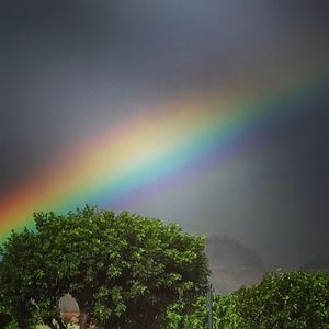 Rainbow over trees against sky