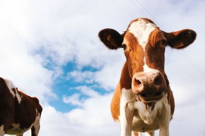 Cows in azores