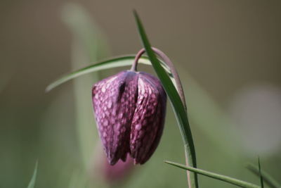 Close-up of purple flower