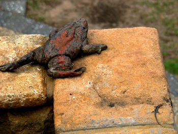 Close-up of lizard on rusty metal