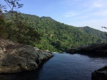 Scenic view of river amidst trees in forest against sky