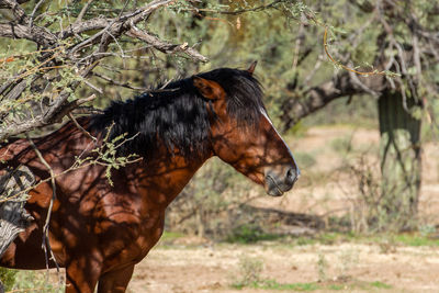 Close-up of a horse on field