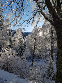 Trees on snow covered land against sky