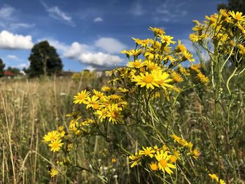 Yellow flowering plants on field