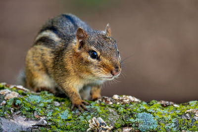 Close-up of squirrel on rock