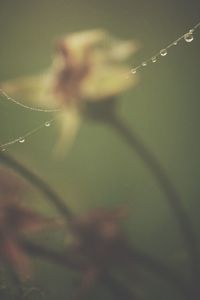 Close-up of plant against blurred background