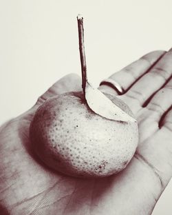 Close-up of hand holding fruit over white background