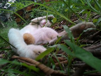 Cat relaxing on ground