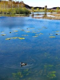 Swans swimming in lake