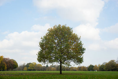 Tree on field against sky