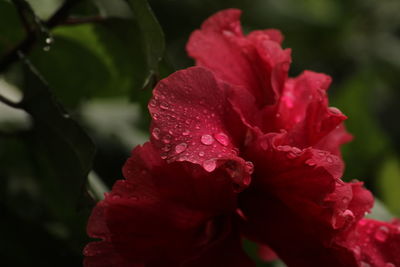 Close-up of wet red rose