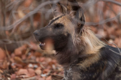 Close-up of dog looking away