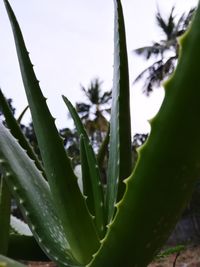 Close-up of raindrops on cactus