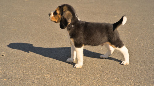 pet