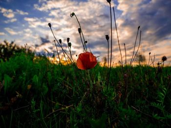 Red poppy flowers blooming on field against sky during sunset