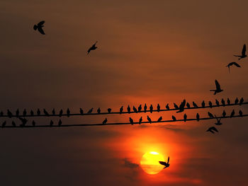 Silhouette birds flying over sea against sky during sunset