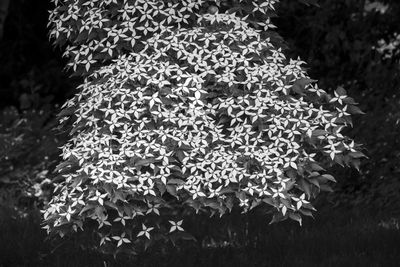Close-up of flowering plant against blurred background