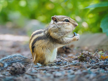 Close-up of squirrel