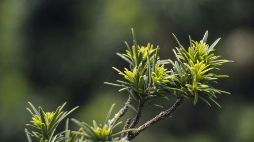 Close-up of plant