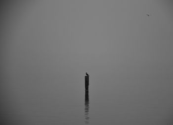 Bird on wooden post in lake against sky