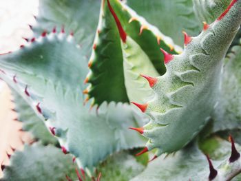 Close-up of succulent plant