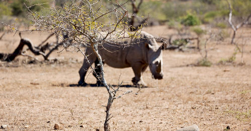 Horse in a field