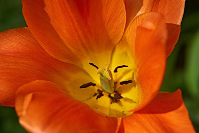 Close-up of orange flowering plant