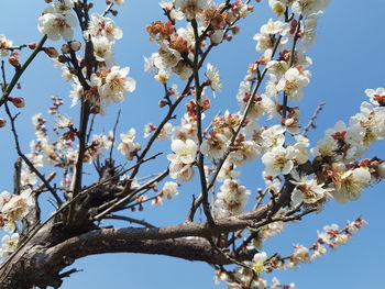 Low angle view of cherry blossom against clear sky