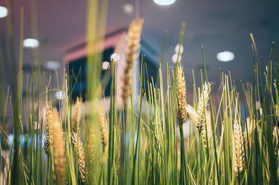 Close-up of wheat growing on field