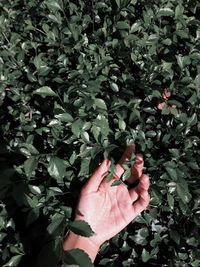 High angle view of person holding plant