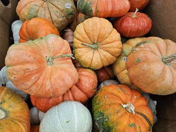 Full frame shot of pumpkins