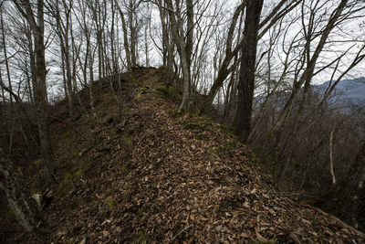 View of bare trees in forest