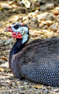 Close-up of a bird