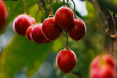 Close-up of cherries growing on tree