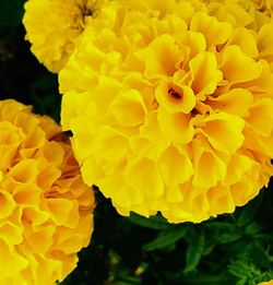 Close-up of yellow flowers