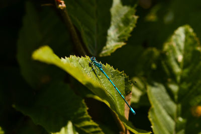 Close-up of insect on plant